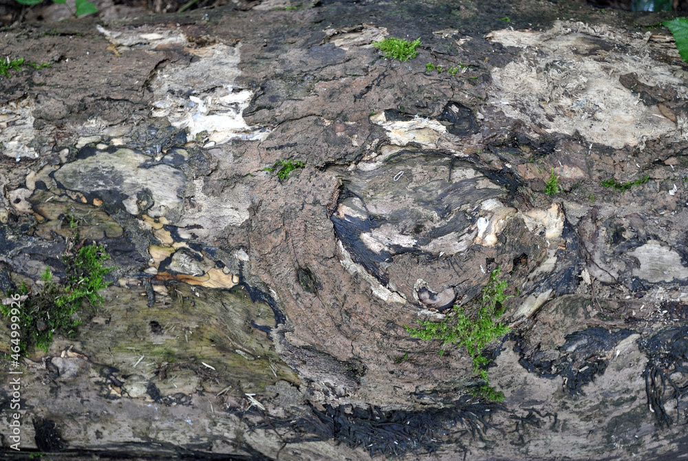 Close Up of Rough Textured Bark on Felled Tree Close Up of Rough Textured Bark on Felled Tree