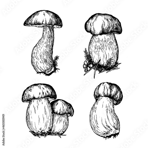 Vászonkép Set with Boletus edulis wild mushroom (cep, porcini, king bolete, penny bun)