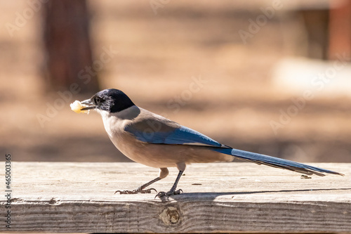 Azure-winged magpie (Cyanopica cyanus) eating bread in a picnic area