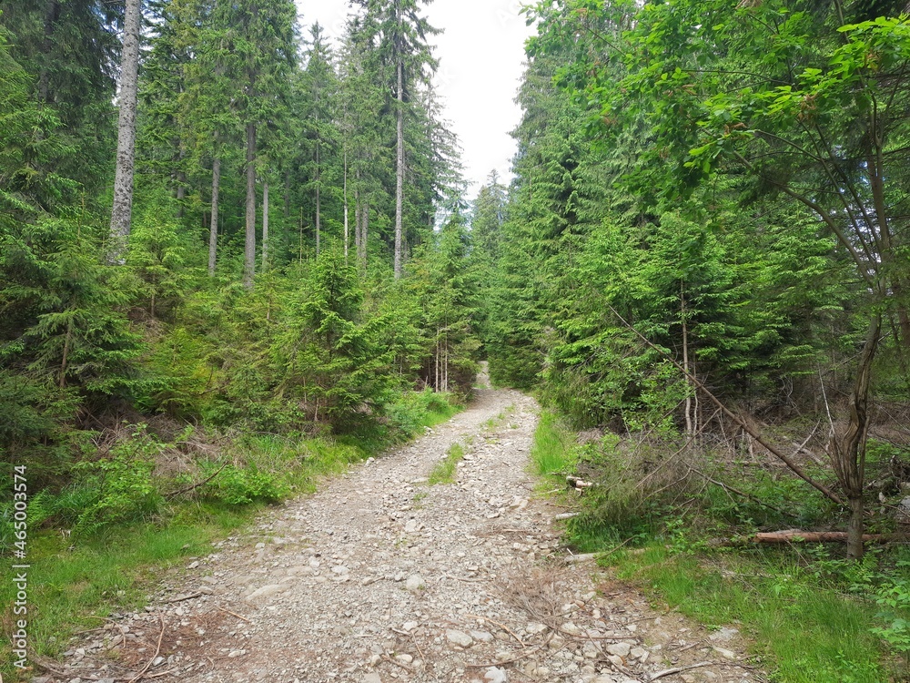 Dirt road through a deciduous summer forest.  Nature and travel.  Active lifestyle