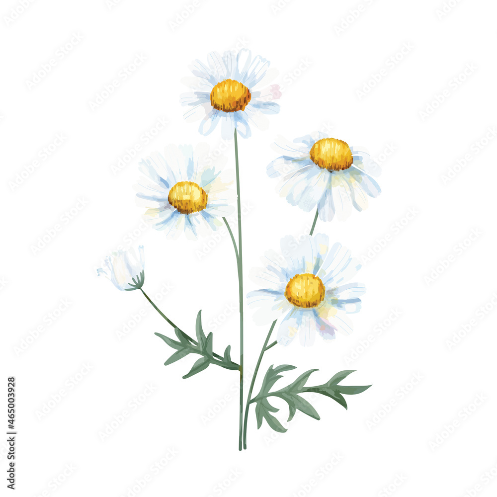 Hand drawn white common daisy flower illustration