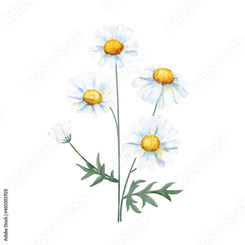 Hand drawn white common daisy flower illustration