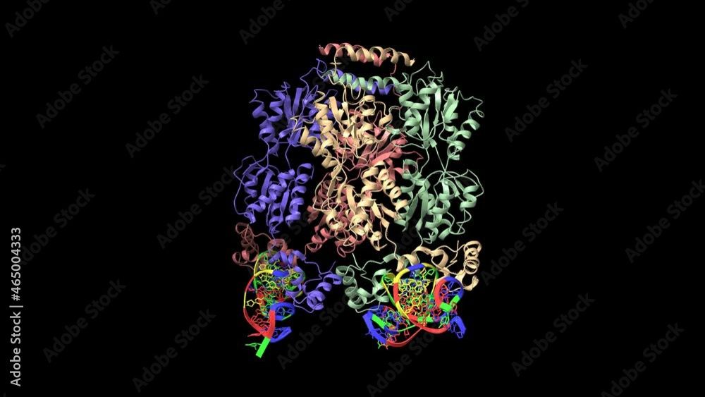 Lactose operon repressor of E. coli bound to 21-base pair symmetric operator DNA. Animated 3D cartoon and Gaussian surface models, chain id color scheme, PDB 1lbg, black background Lactose operon repressor of E. coli bound to 21-base pair symmetric operator DNA. Animated 3D cartoon and Gaussian surface models, chain id color scheme, PDB 1lbg, black background