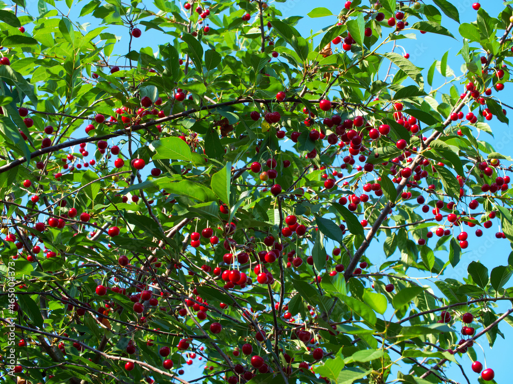 There are a lot of red berries on the branches of a cherry tree.