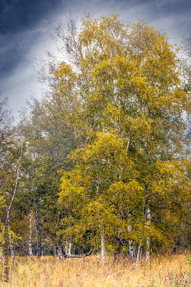 Fototapeta premium colorful birch trees on a cold fall day