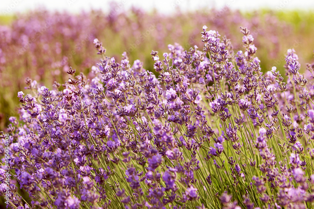 Naklejka premium Lavender on the field close-up