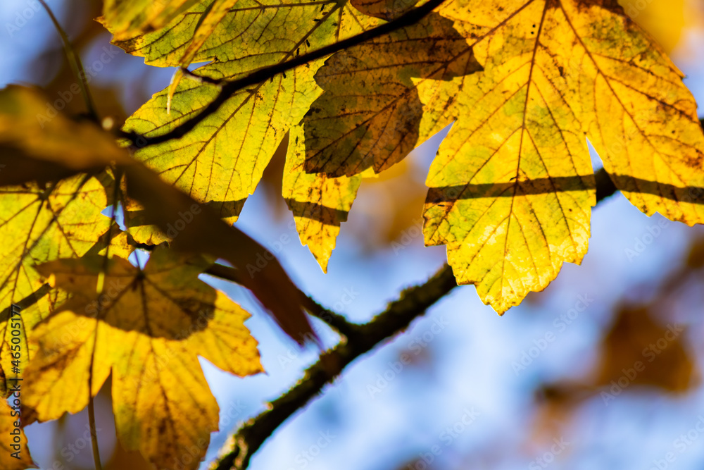 Colorful leaves in autumn and fall shine bright in the backlight and show their leaf veins in the indian summer with orange, red and yellow colors as beautiful side of nature in the cold season Colorful leaves in autumn and fall shine bright in the backlight and show their leaf veins in the indian summer with orange, red and yellow colors as beautiful side of nature in the cold season