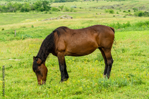 Horse feed on the beautiful field. Wildlife picture