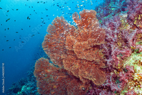 Scuba diving the coral reef of the similan islands in Southern Thailand