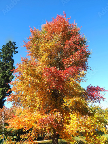 Colours of autumn fall - beautiful black Tupelo tree in front of blue sky photo