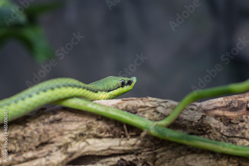 Una serpiente verde sobre un tronco