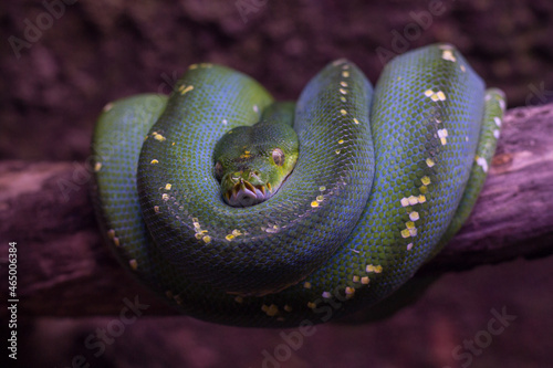 Una serpiente verde, la pitón arborícola, enrollada sobre un tronco photo