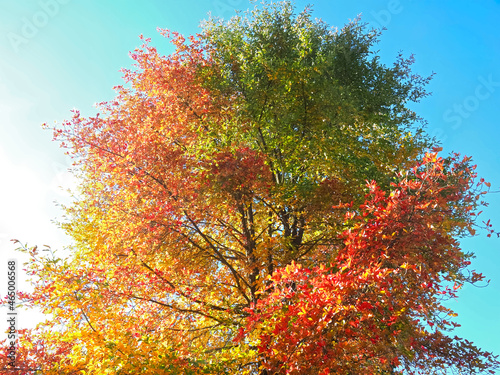 Colours of autumn fall - beautiful black Tupelo tree in front of blue sky photo