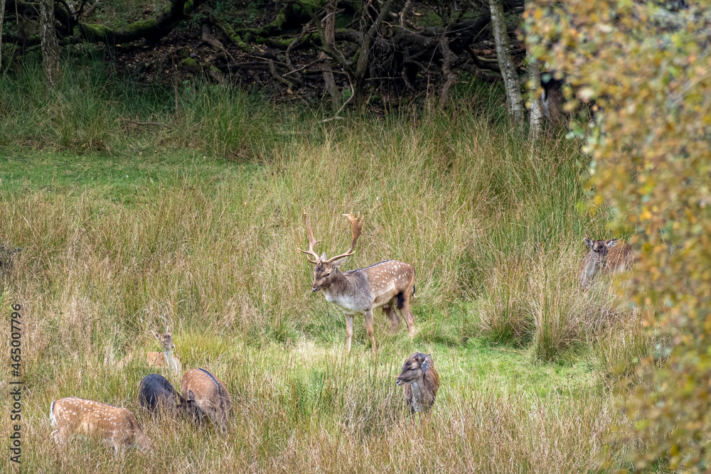 European Fellow Deer, Dama dama in a woodland setting. European Fellow Deer, Dama dama in a woodland setting.