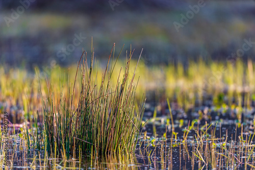 Cyperaceae Trichophorum cespitosum growing in the lake