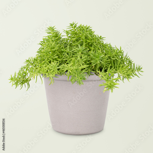 Sedum Lineare plant in gray pot