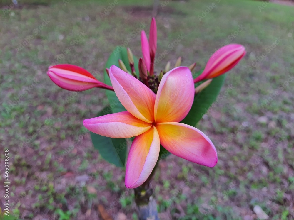 Fototapeta premium Close-up of a flower of Jasmine-mango (Plumeria rubra) is a plant of the genus Plumeria. Also known as Frangipani. In a garden Blurred background.