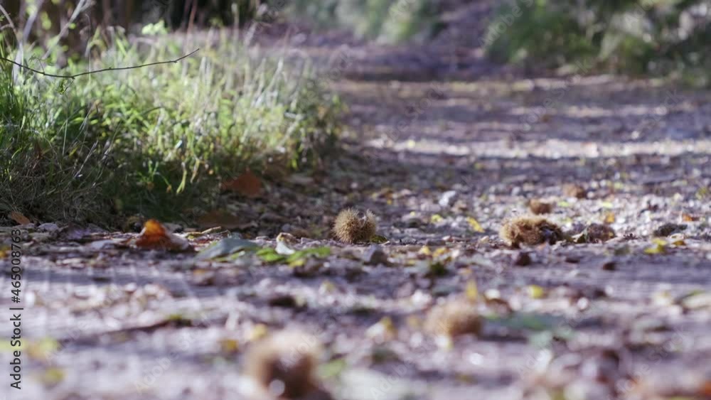 Long Shot: A Path Covered With Chestnuts And Leaves Long Shot: A Path Covered With Chestnuts And Leaves