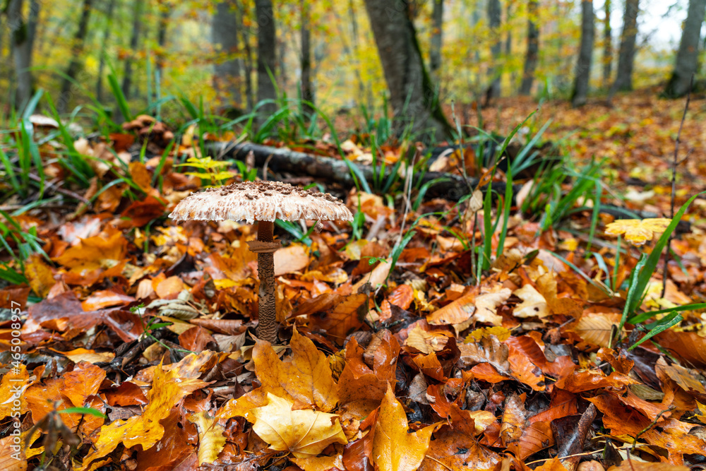 Shaggy Parasol mushroom in a forest. Chlorophyllum rhacodes Shaggy Parasol mushroom in a forest. Chlorophyllum rhacodes