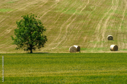 Rural landscape near Guiglia, Emilia-Romagna. photo