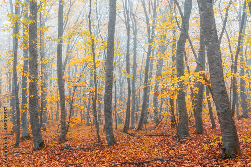 Mysterious autumn foggy forest