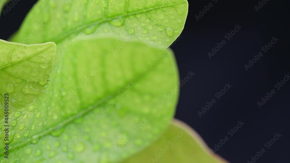 The dew accumulates and splash on a fresh green organic beautiful purity leaf isolated on background. Morning diffuse lighting. Macro mode.
The dew accumulates and splash on a fresh green organic beautiful purity leaf isolated on background. Morning diffuse lighting. Macro mode.