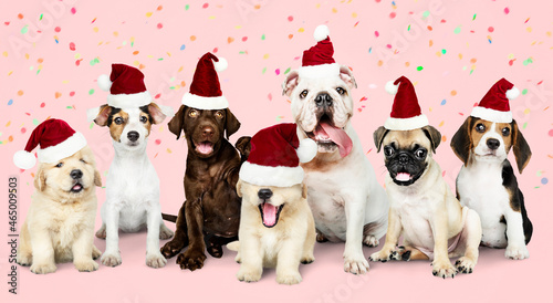 Group of puppies wearing Christmas hats