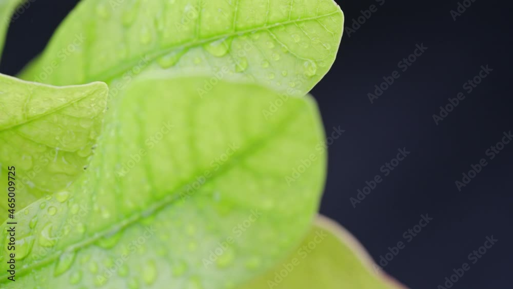 The dew accumulates and splash on a fresh green organic beautiful purity leaf isolated on background. Morning diffuse lighting. Macro mode.
The dew accumulates and splash on a fresh green organic beautiful purity leaf isolated on background. Morning diffuse lighting. Macro mode.