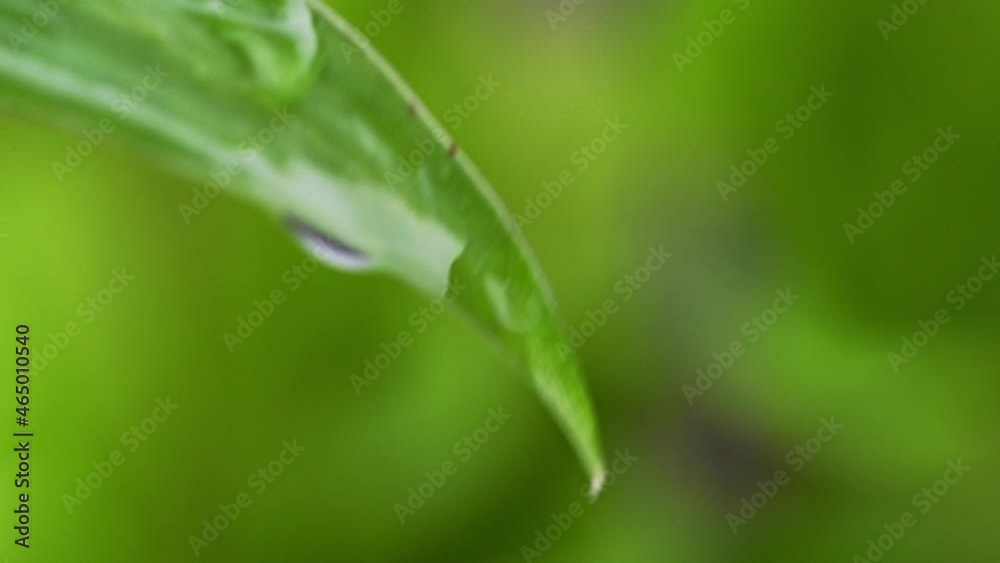 The dew accumulates and splash on a fresh green organic beautiful purity leaf isolated on background. Morning diffuse lighting. Macro mode.
The dew accumulates and splash on a fresh green organic beautiful purity leaf isolated on background. Morning diffuse lighting. Macro mode.