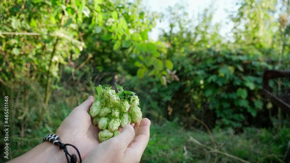 Raw hop flowers in hand used for high quality beer. Selective focus Raw hop flowers in hand used for high quality beer. Selective focus