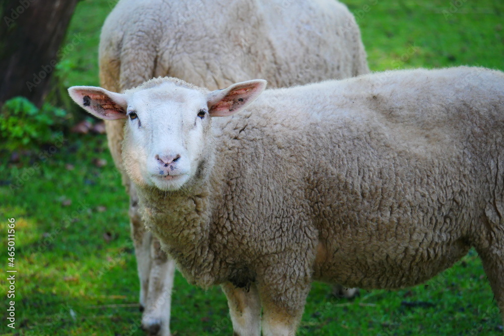 East Frisian milk sheep with thick and soft autumn wool as part of a flock of sheep Ovis aries East Frisian milk sheep with thick and soft autumn wool as part of a flock of sheep Ovis aries