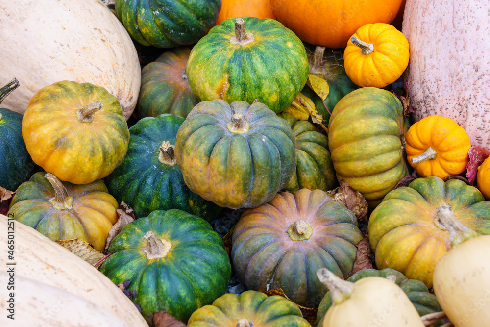 A selection of freshly harvested mostly green pumpkins of various sizes