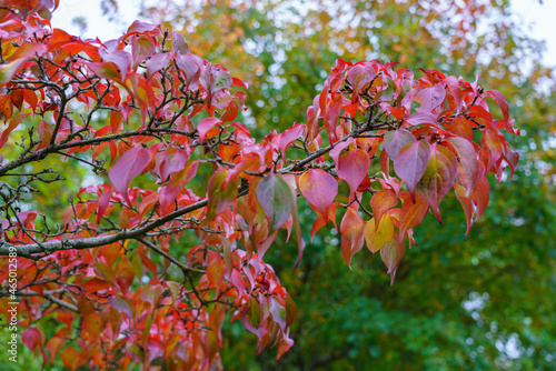 Cornus kousa or chinensis Dogwood 'China Girl' in early autum as the leaves change colour to red. Selective focus photo