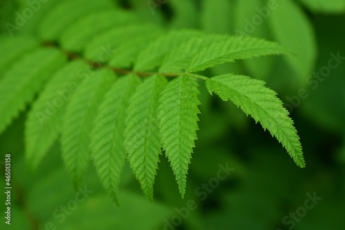 Fresh foliage. A green branch with serrated leaves. Close-up. Macro.