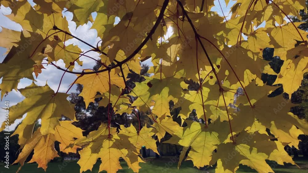 Yellow autumn leaves maple leaves gently stir the wind letting in the sunbeam Yellow autumn leaves maple leaves gently stir the wind letting in the sunbeam