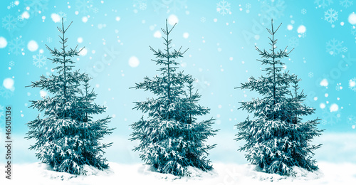 Three fir trees in the snow against a background of blue sky with swirling snowflakes. Winter and Christmas concept.