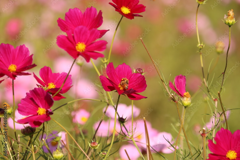 Fototapeta premium 花畑