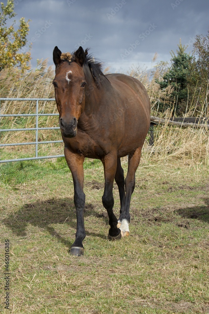 horse in the field