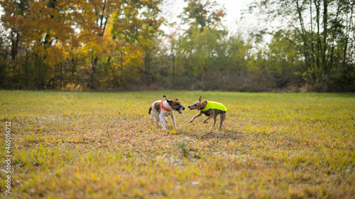 Brown dog Italian Greyhound playing and jumping with dog. Orange golden autumn concept. Running and playing 
