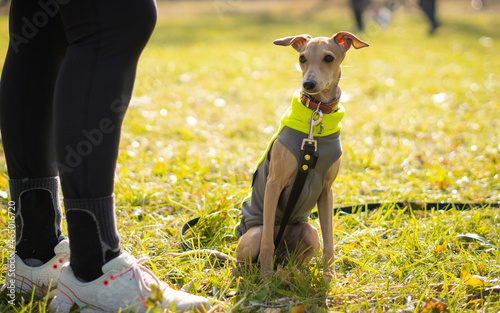 Picture of a woman who trains with a young Italian Greyhound on a dog training field