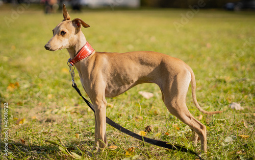 Фотография Elegant Italian greyhound dog standing on grass in sunny park