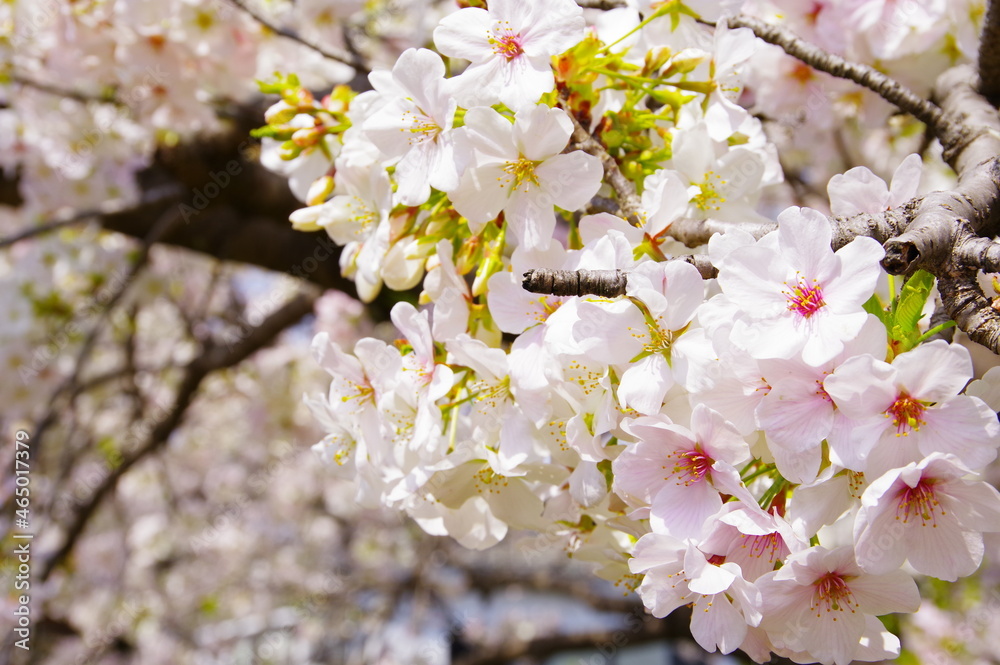 Naklejka premium 桜