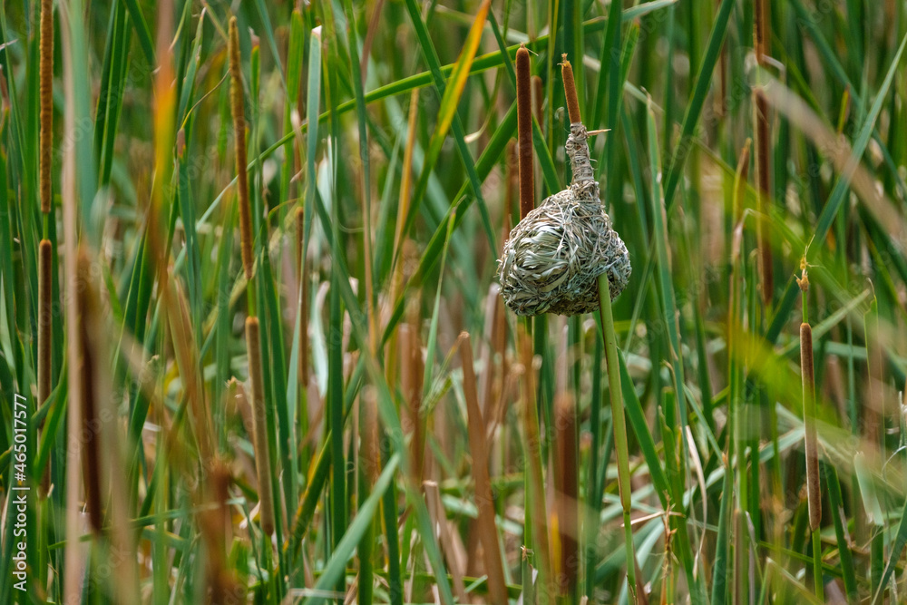 Masked-Weavwr bird builds a bird's nest Masked-Weavwr bird builds a bird's nest