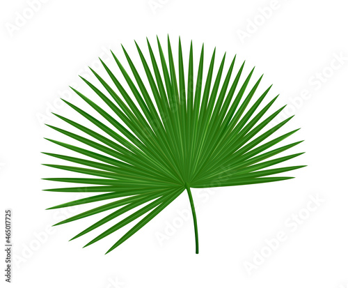 Realistic tropical leaf. Palm tree foliage, green exotic plant element, jungle hawaiian summer nature, paradise plant. Botanical decor isolated single element, vector illustration