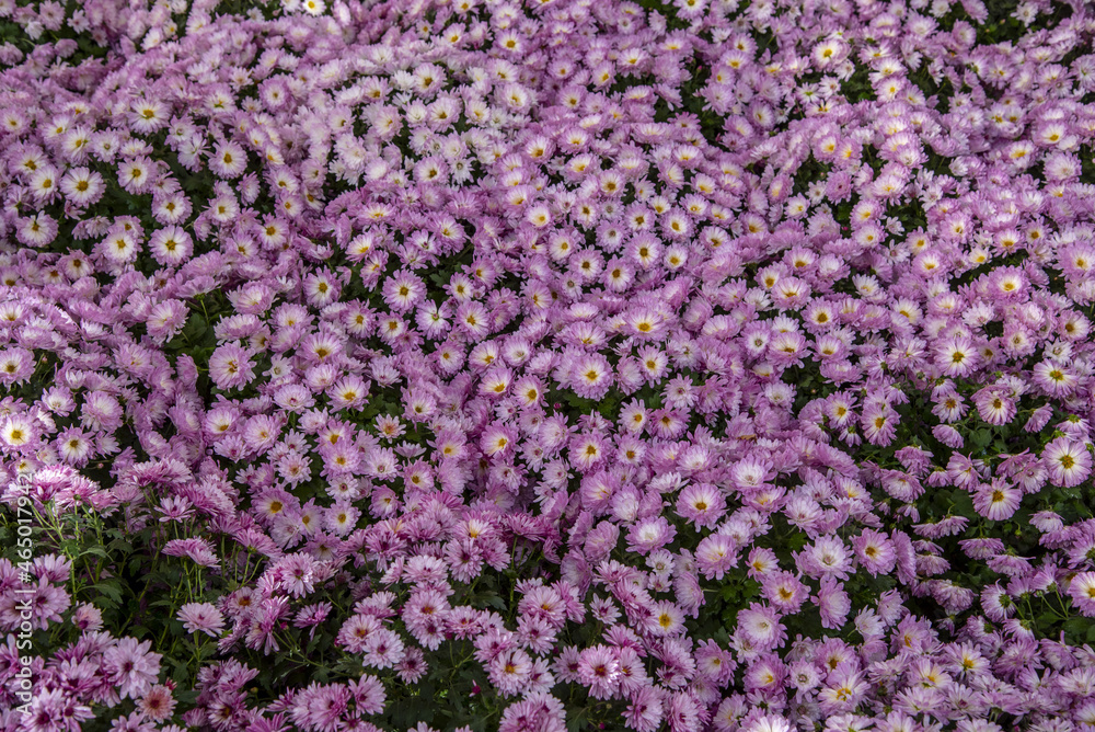 Fototapeta premium Full frame lilac chrysanthemums as a backdrop.