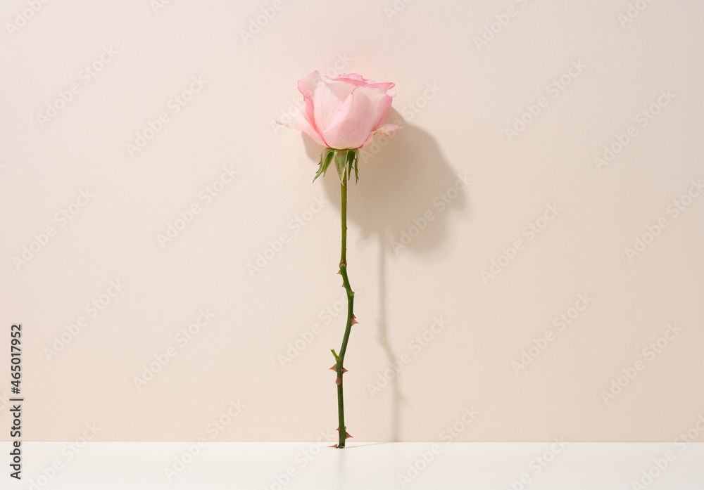 Fototapeta premium pink blooming rose on a white table. Beige background