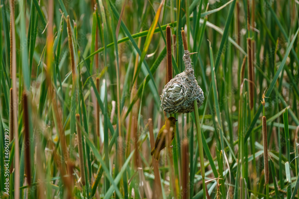 Masked-Weavwr bird builds a bird's nest Masked-Weavwr bird builds a bird's nest