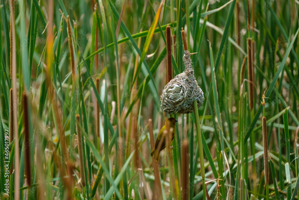 Masked-Weavwr bird builds a bird's nest