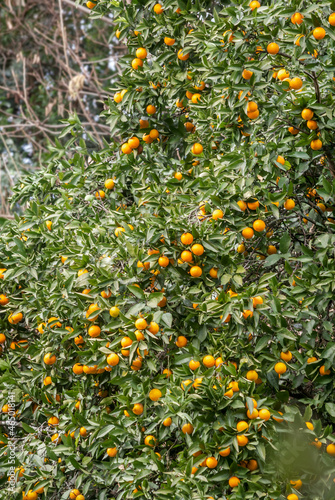 Sweet Orange (Citrus sinensis) in orchard, Abkhazia