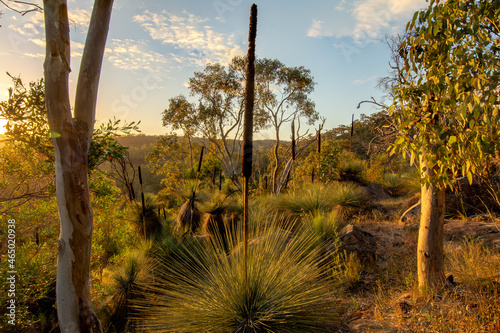 morning sunrise picture of xanthorrhoea  photo